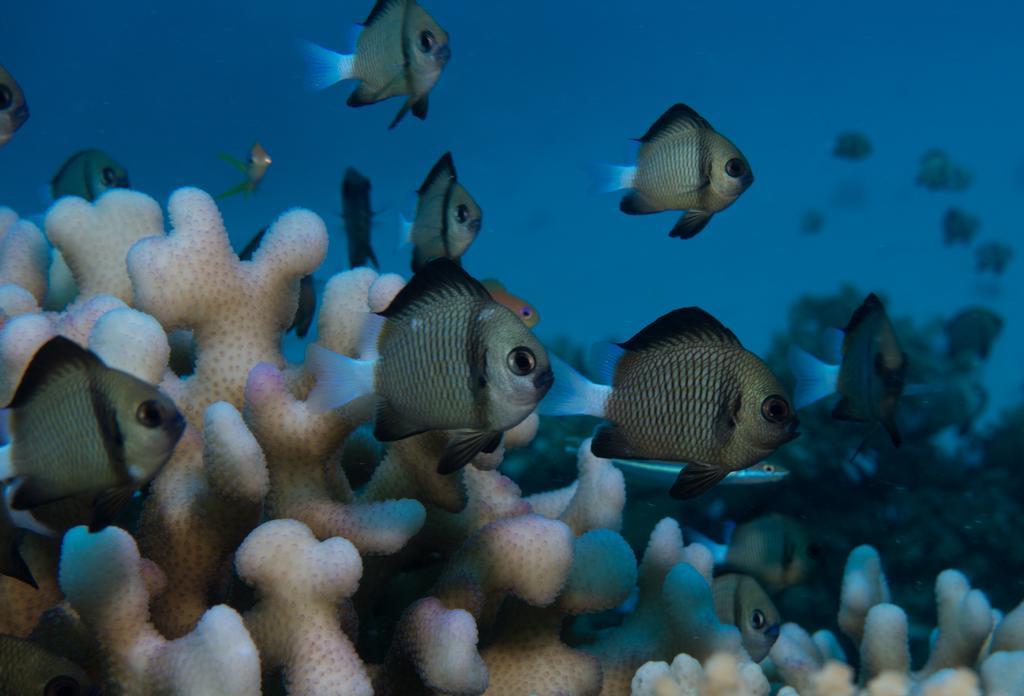 Captain Cook Cruises Fiji Denarau Island المظهر الخارجي الصورة